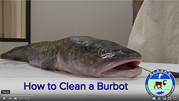 How to clean a burbot video