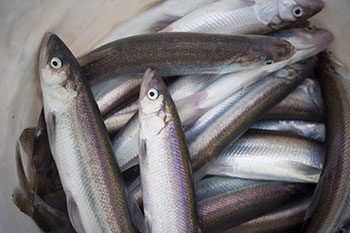 Hooligan in Southcentral Alaska