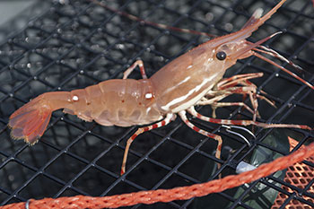 Prince William Sound Shrimp