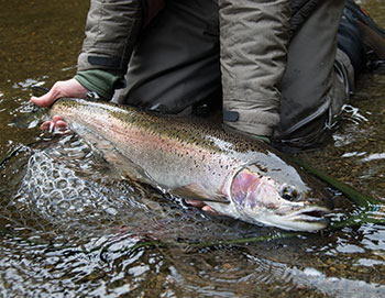 Flyfishing rod and reel and fish