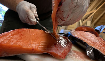 Filleting salmon