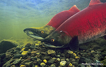 Salmon during their lifecycle