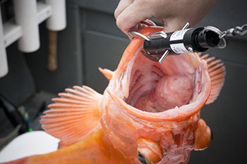 Deepwater Release Mechanism