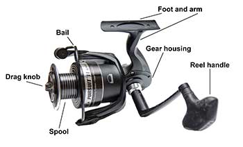 A spinning reel