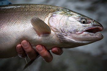Exploring the reach of lake trout in backcountry Alaska, Commentary