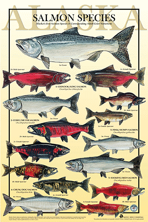 Five Salmon Family Challenge Poster