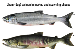 Chum Salmon