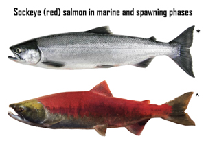 Sockeye