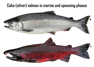Coho Salmon