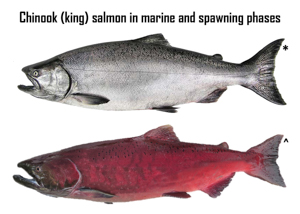 Chinook Salmon