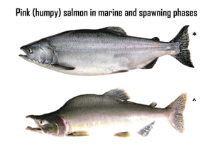 Chum Salmon