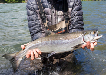 Sockeye Caught