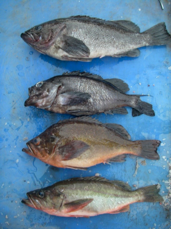 Tiger Rockfish