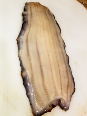seacucumber