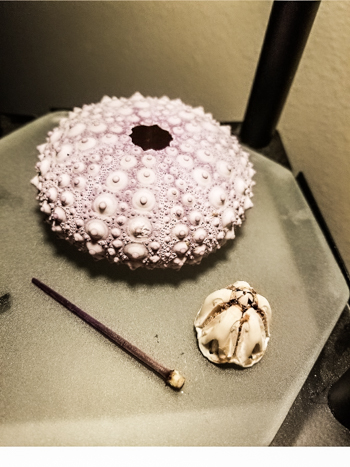 seaurchin