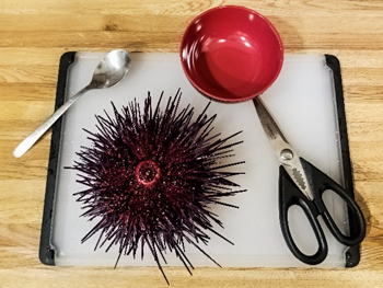 urchin