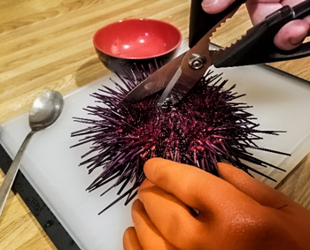 urchin