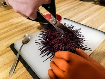urchin
