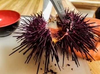 urchin
