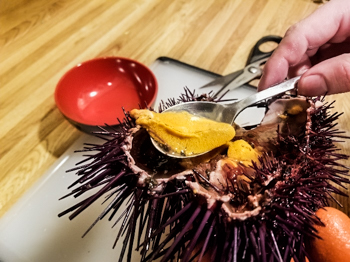 urchin