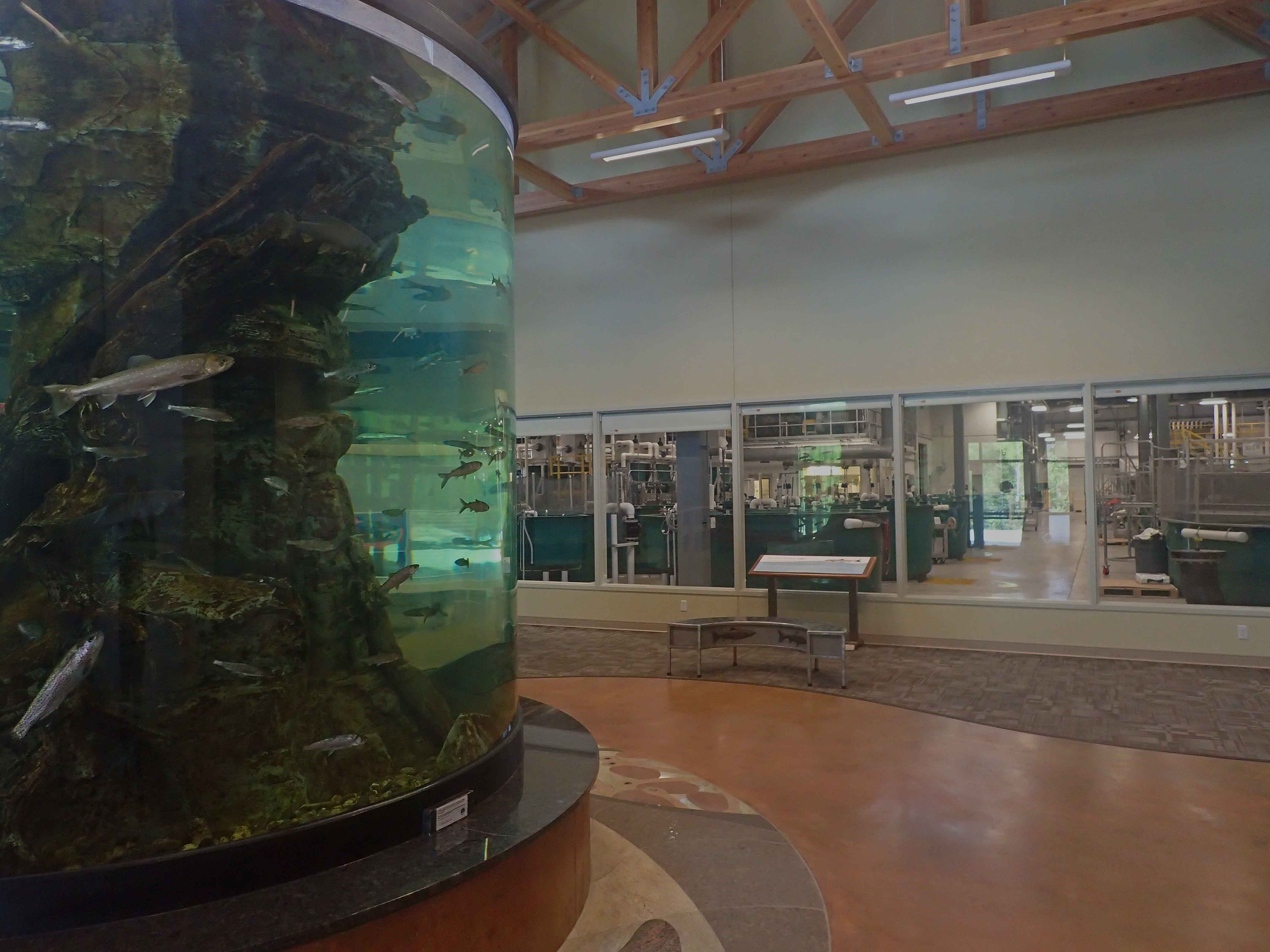 Tanana Valley Fisheries Center aquarium