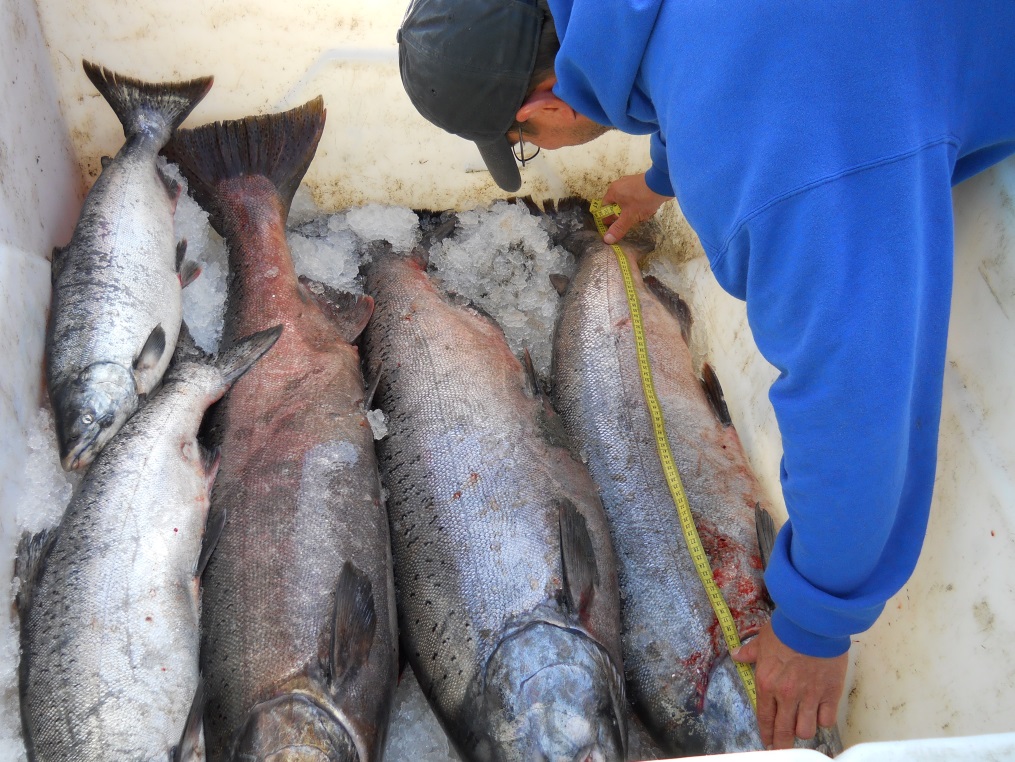 Commercially harvested king salmon from the eastside set gillnet fishery are sampled by a technician