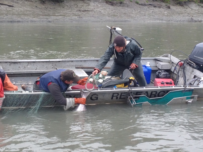 Technicians remove a king salmon from a gillnet to place in a tail-tie to prevent the fish from escaping so it can remain in the water before sampling