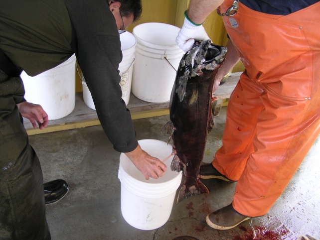 Ovarian fluid from a king salmon is collected during an egg take to test for disease