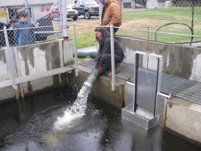 Crooked Creek king salmon smolt are stocked into a raceway for imprinting prior to release