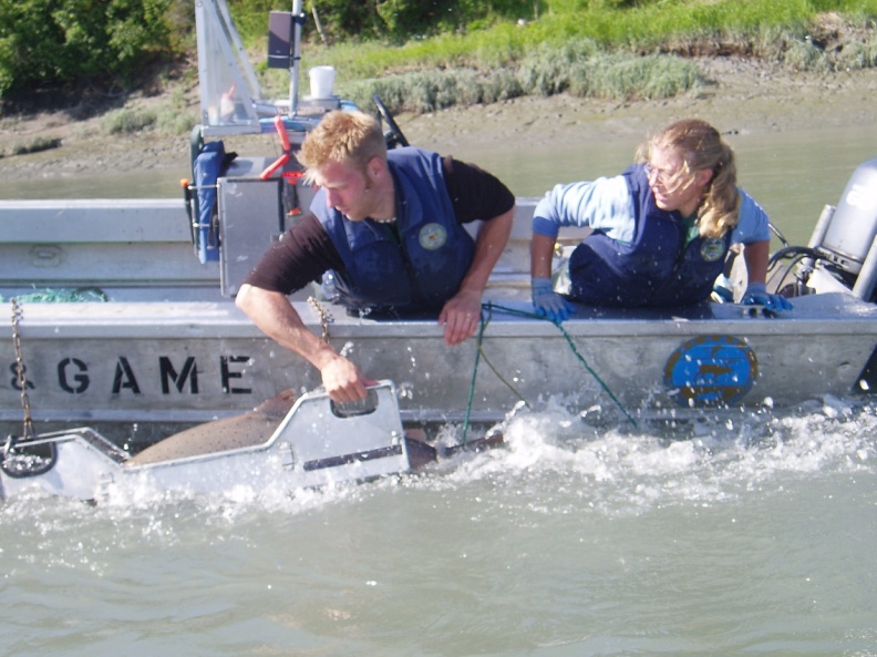 A King salmon is loaded into the sampling cradle