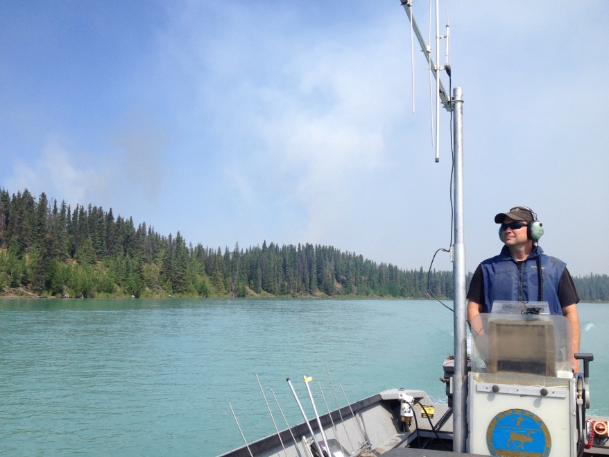 A fisheries biologist tracks radio-tagged king salmon in the Kenai River using a receiver and antenna in a boat