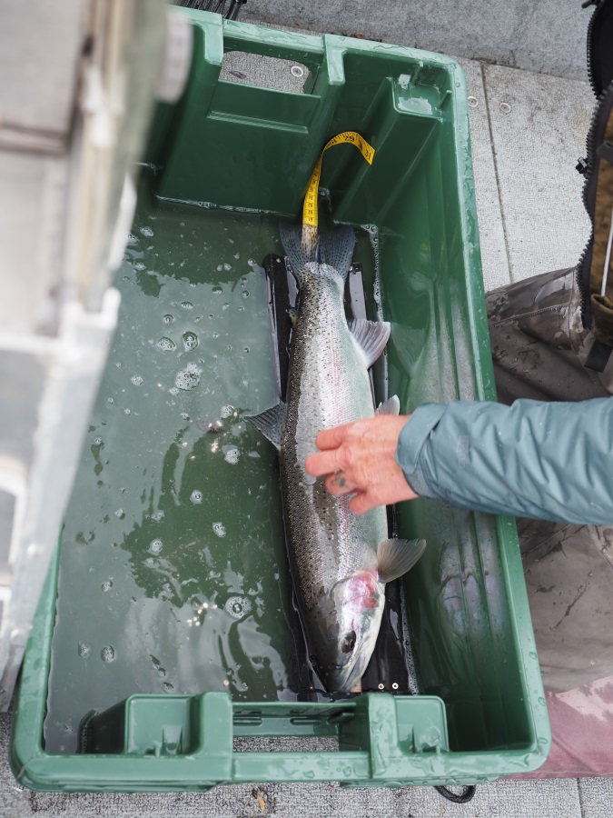 A rainbow trout is measured in a cradle