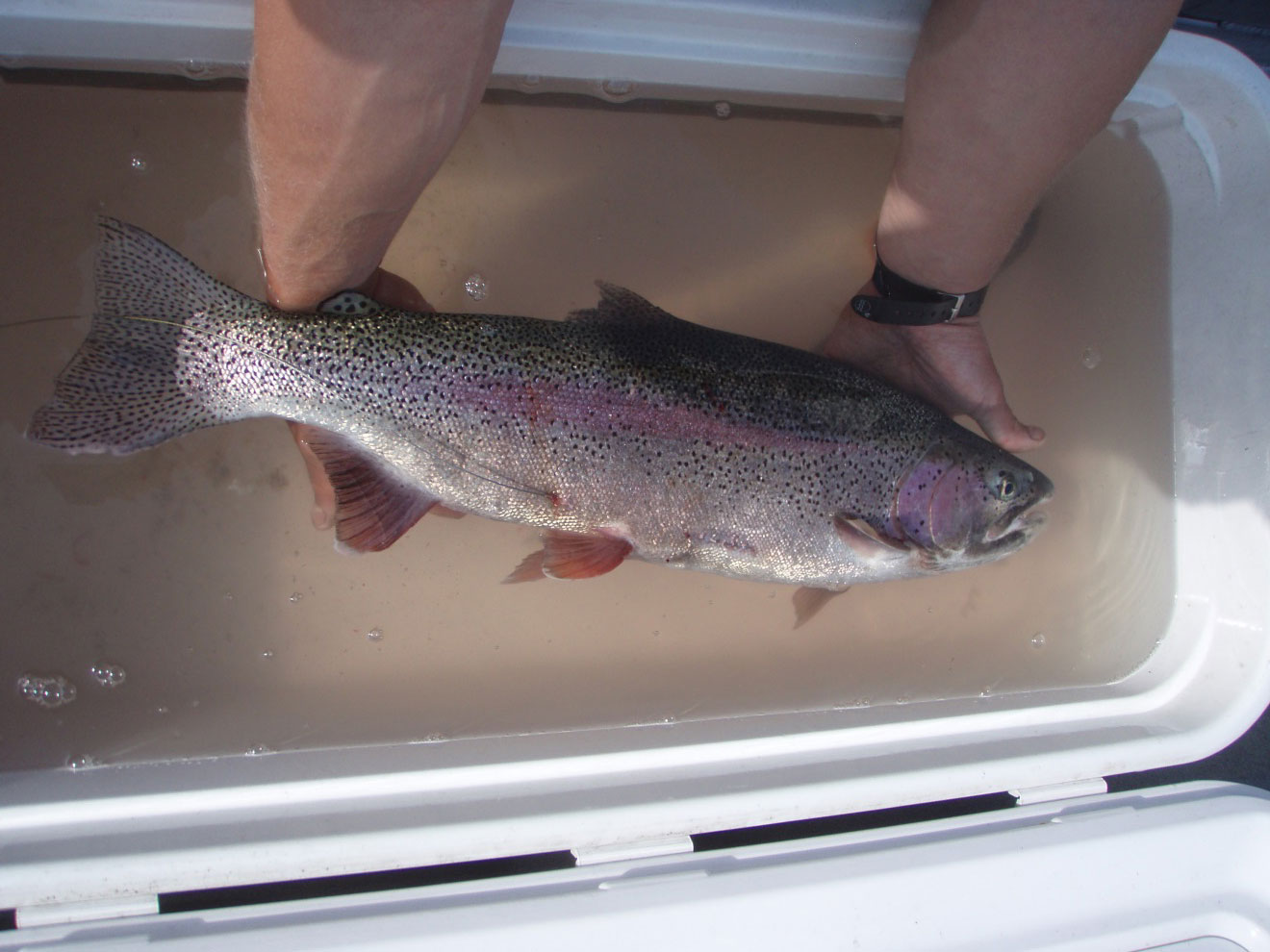 A Kenai River rainbow trout recovers after surgery.