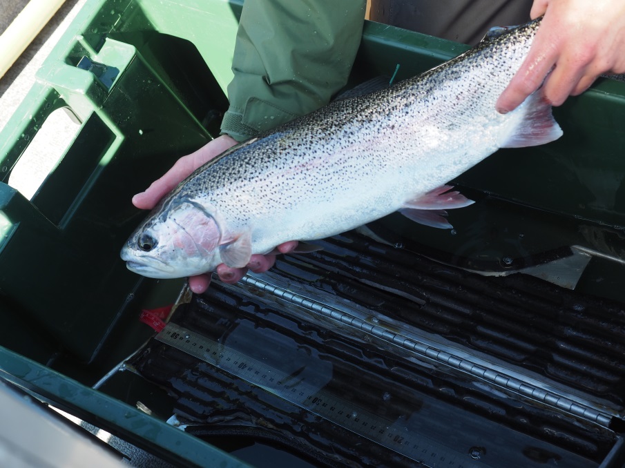 A successfully floy-tagged rainbow trout (see green floy-tag just aft of the dorsal fin) before it is released into the Kenai River in 2017