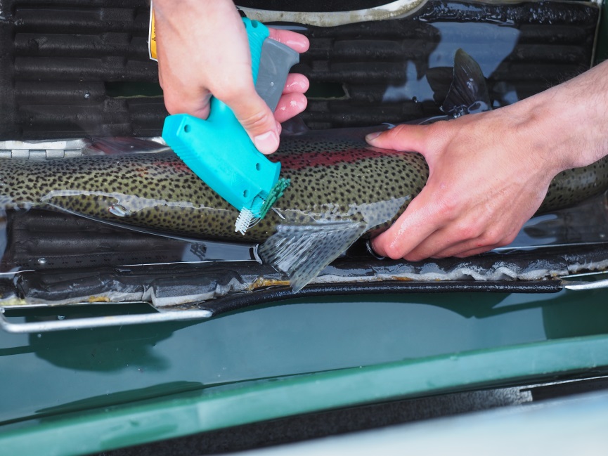 An ADF&G technician applies a numbered green floy-tag to a rainbow trout