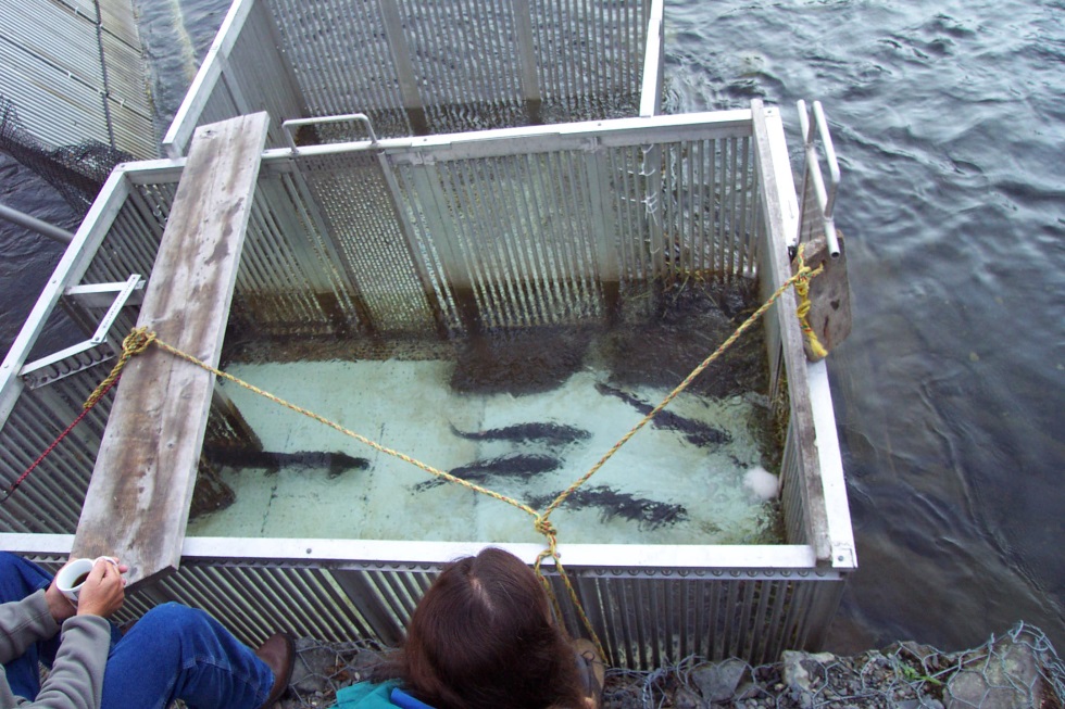 ADF&G technicians count sockeye salmon as they pass upstream through the fish trap at the Russian River weir