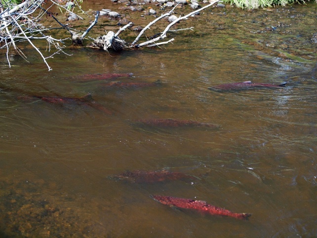 King salmon holding in Crooked Creek
