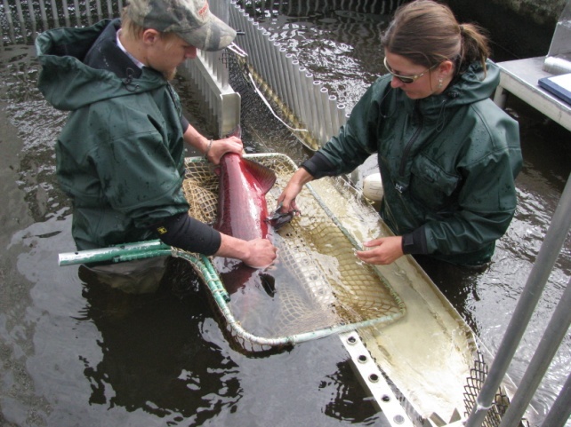 An ADF&G technician and a biologist sample king salmon for biological data from fish twice weekly
