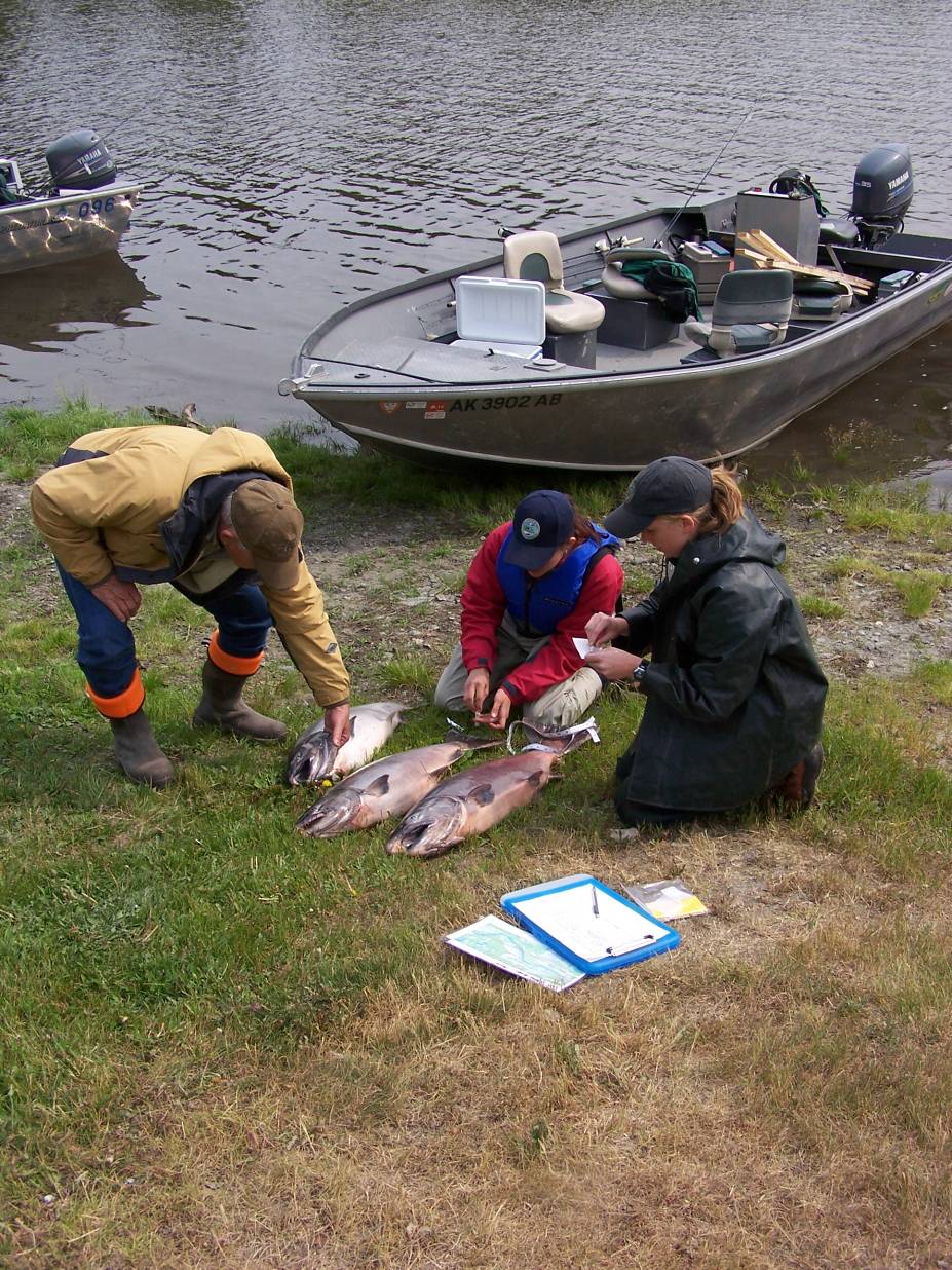 ADF&G technicians sample sport harvested king salmon for biological data and genetic tissue