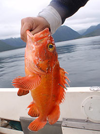 Yelloweye rockfish