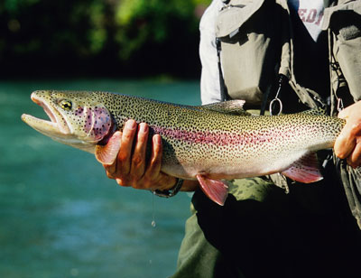 Proper Release Methods Sport Fish, Alaska Department of Fish and Game