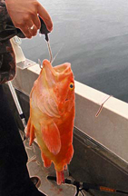 Rockfish