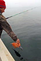 Rockfish