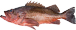 Bocaccio Rockfish