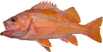 Canary Rockfish