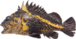 China Rockfish