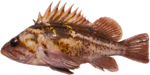 Copper Rockfish