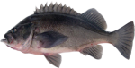 Dusky Rockfish