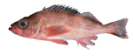 Harlequin Rockfish