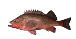 Northern Rockfish